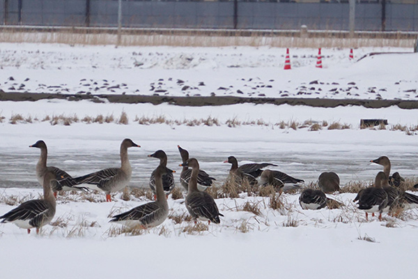 �}�K�����q�V�N�C