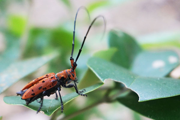 ホシベニカミキリ ホシベニカミキリ