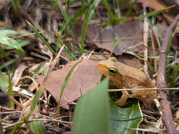 ニホンアカガエル ニホンアカガエル
