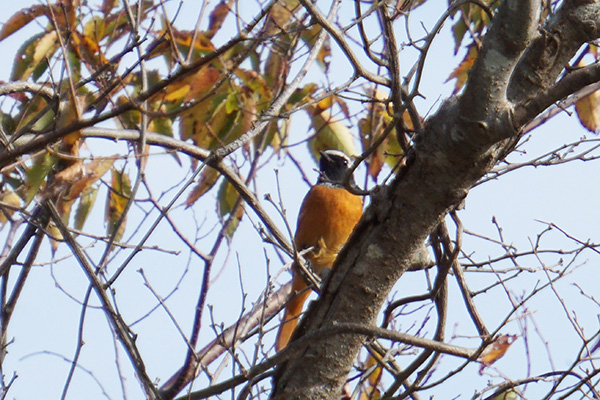 ジョウビタキ ジョウビタキ