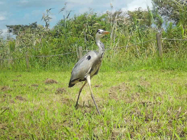 アオサギ アオサギ