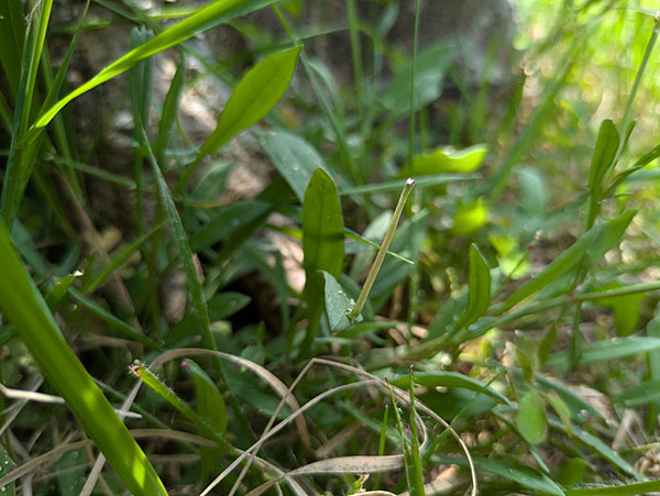 フタナミヒメトビシャク フタナミヒメトビシャク