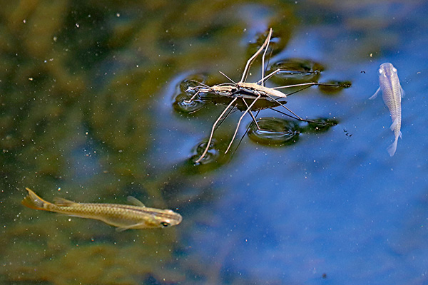 アオサギ アメンボ