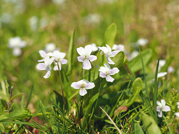アリアケスミレ アリアケスミレ