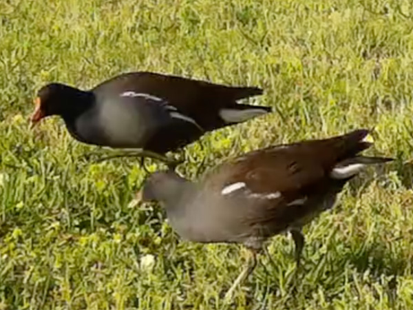 バンの採食 バンの採食