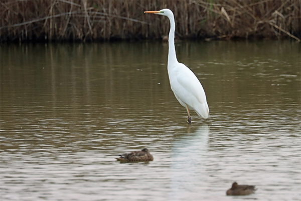 ダイサギ ダイサギ