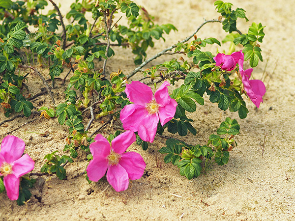 ハマナス ハマナス