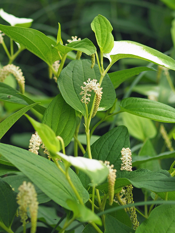 ハンゲショウ ハンゲショウ