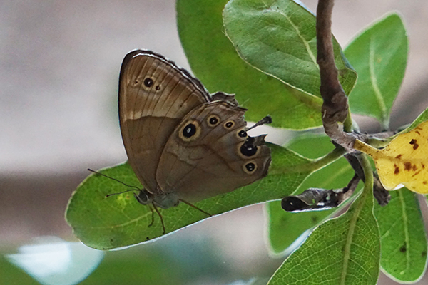 ヒカゲチョウ ヒカゲチョウ