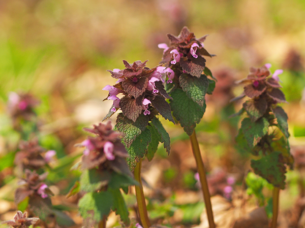 �q���I�h���R�\�E