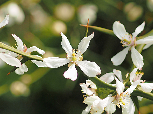 カラタチ カラタチ