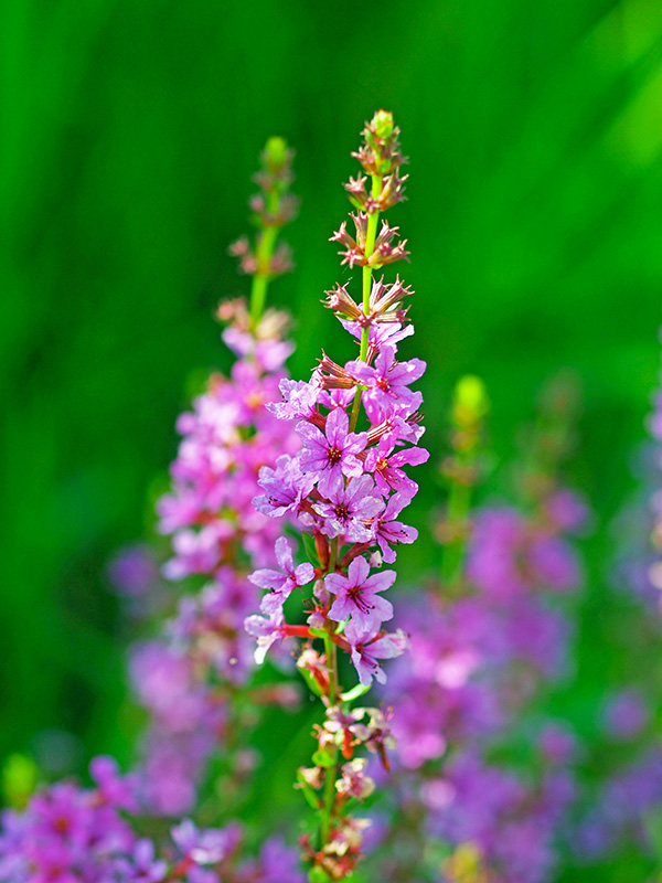 ミソハギ ミソハギ