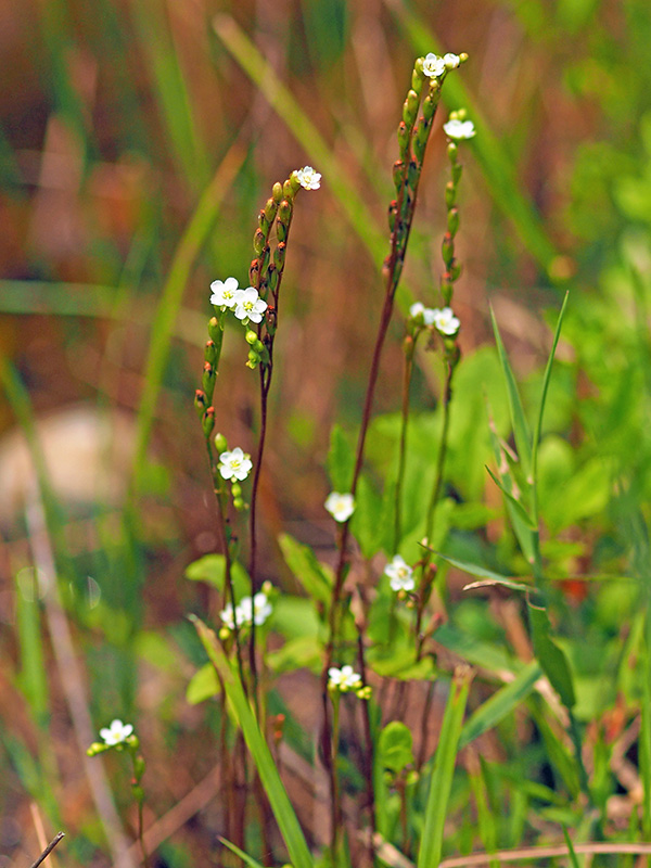 モウセンゴケの花 モウセンゴケの花