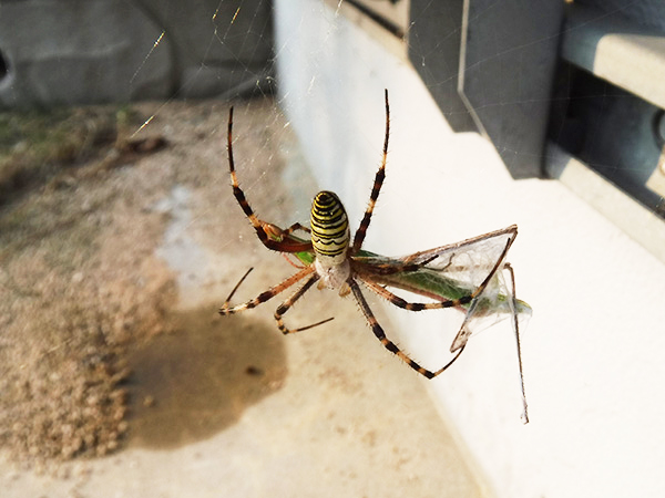 ナガコガネグモの捕食 ナガコガネグモの捕食