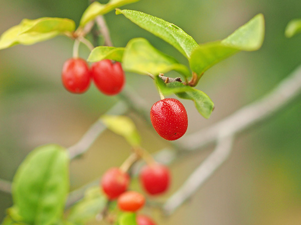 ナツグミ ナツグミ