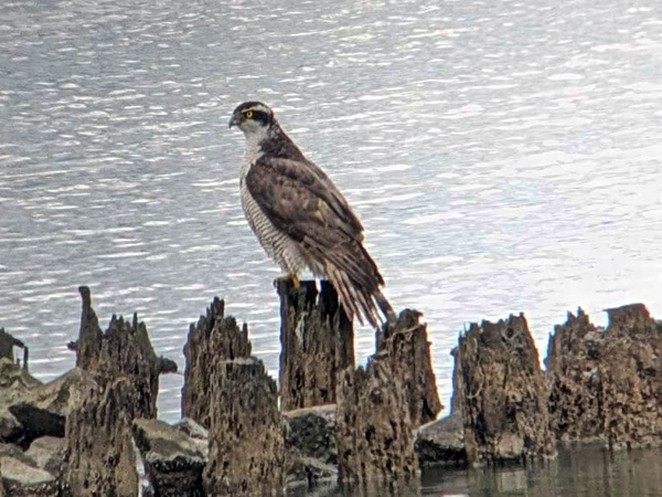 オオタカ オオタカ