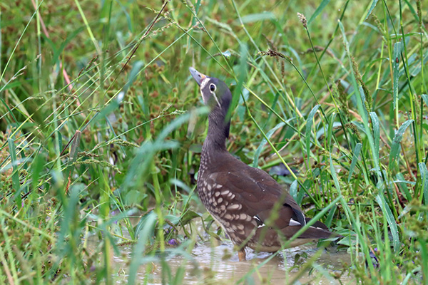 オシドリ オシドリ