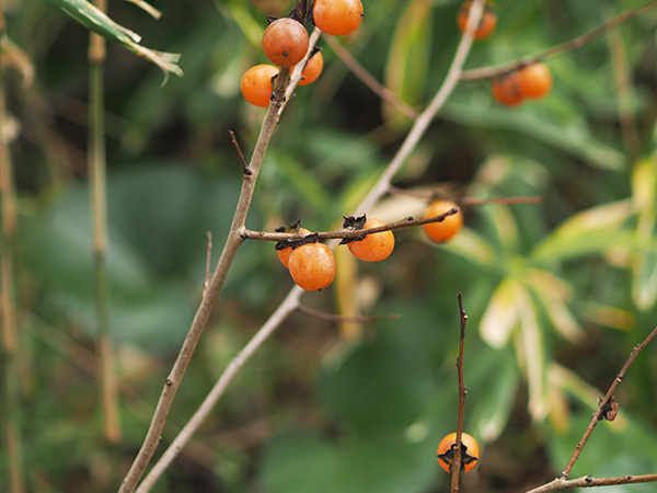 �G�߂̐A�����ώ@���悤�I
