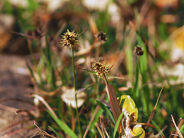 �X�Y���m���X��