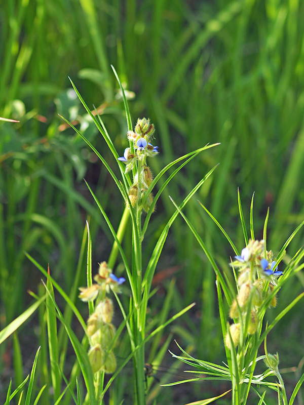 タヌキマメ タヌキマメ
