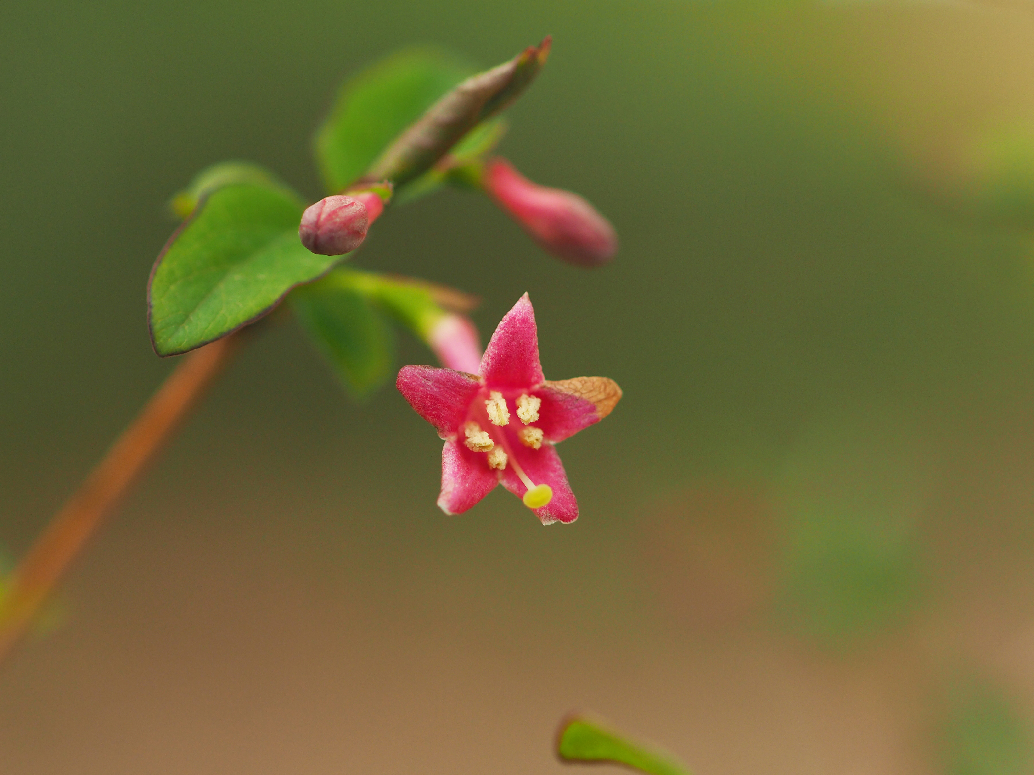 �E�O�C�X�J�Y��