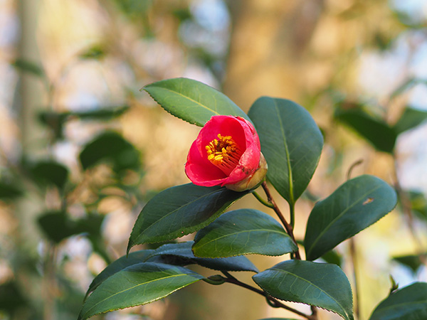 ���u�c�o�L