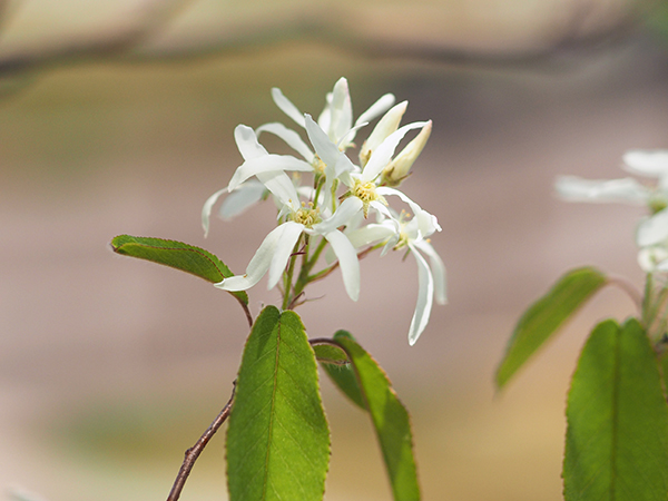 ザイフリボク ザイフリボク