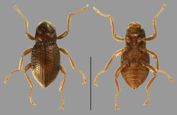 �V��q���E�^���q���h�����V�i�w���FPodonychus gyobu�j