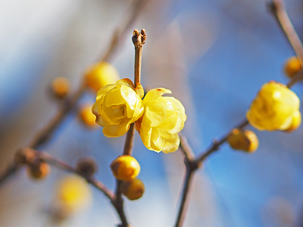 ロウバイ ロウバイ