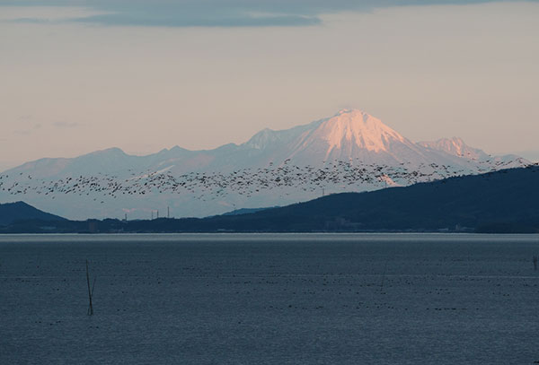 夕焼けの大山とマガン 夕焼けの大山とマガン