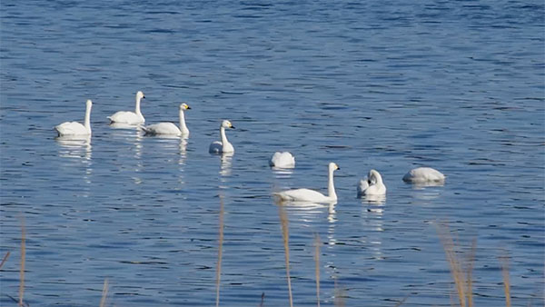 湖面に浮かぶコハクチョウ 湖面に浮かぶコハクチョウ