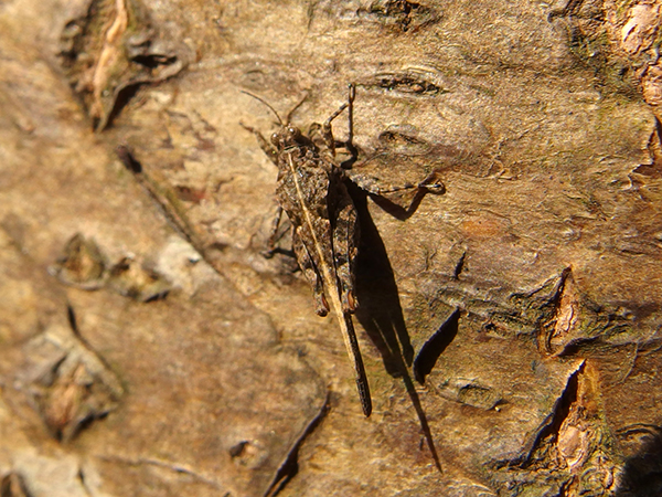 冬越しするバッタ 冬越しするバッタ