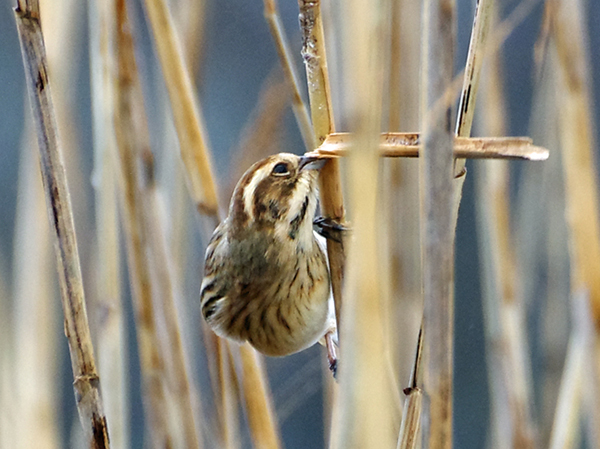 オオジュリン オオジュリン