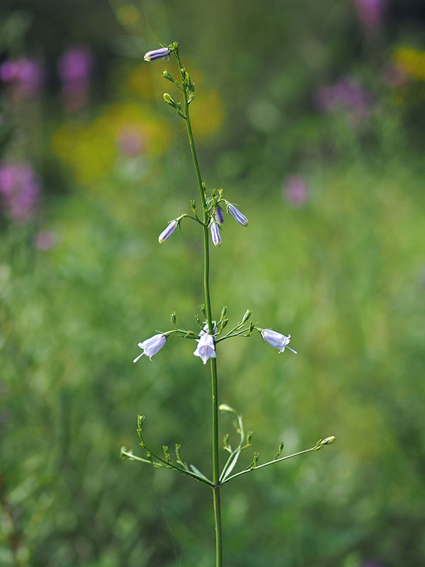 ツリガネニンジン
