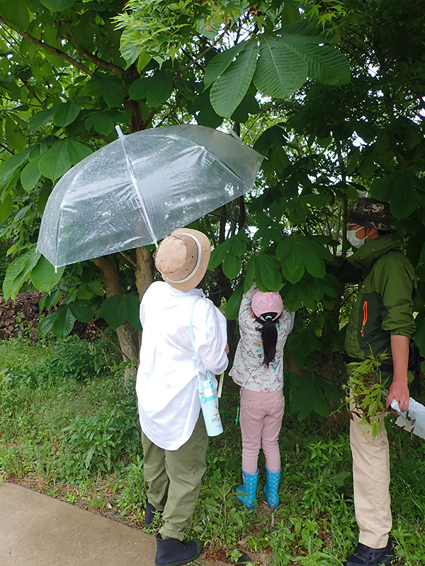 観察会のようす