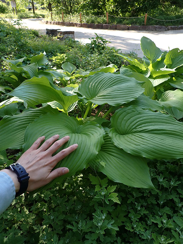 オオバギボウシ