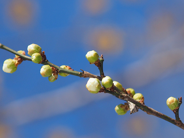 ウメのつぼみ