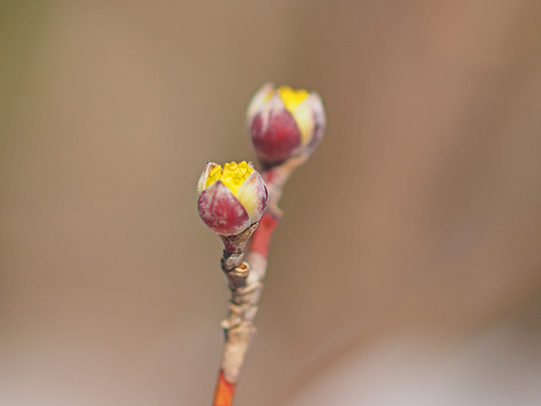 サンシュユのつぼみ