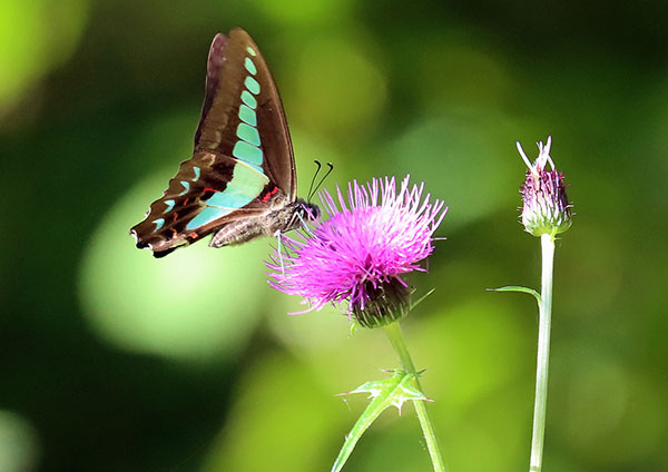 アオスジアゲハ