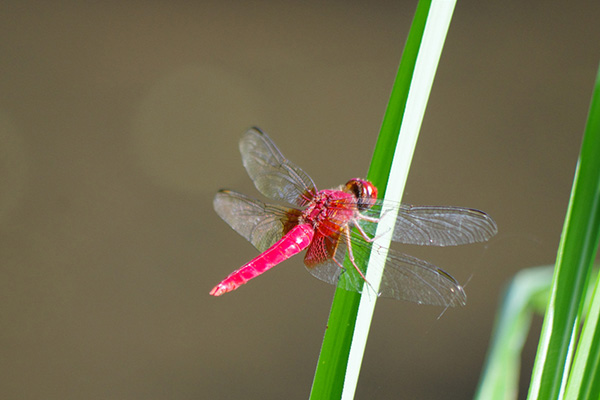 ショウジョウトンボ