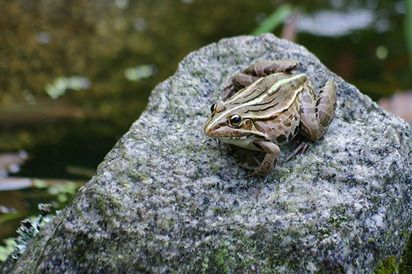 トノサマガエル