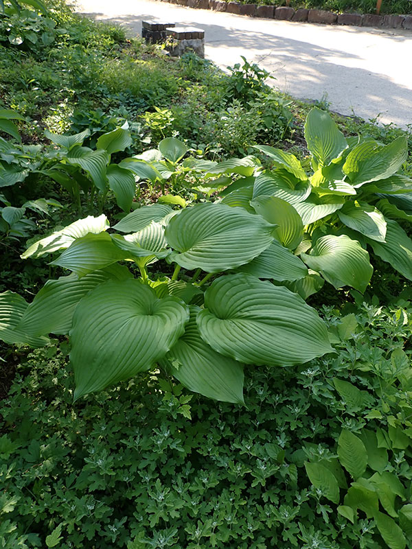 オオバギボウシ