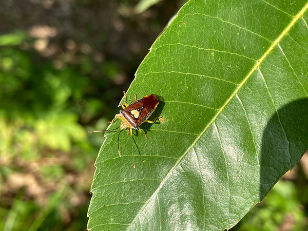 エサキモンキツノカメムシ