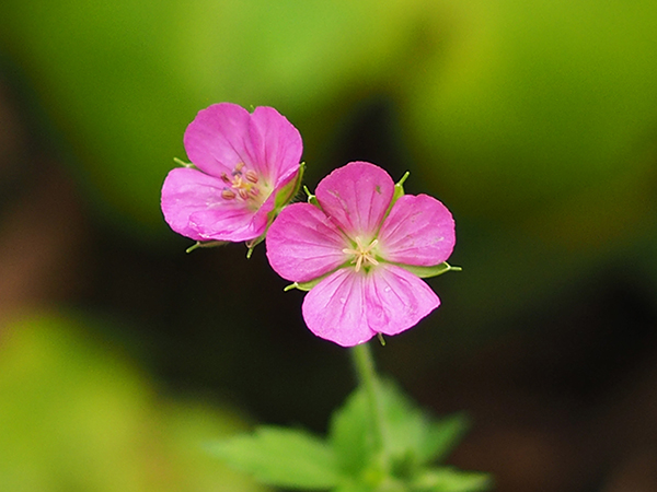 ゲンノショウコ