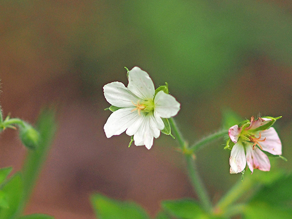 ゲンノショウコ