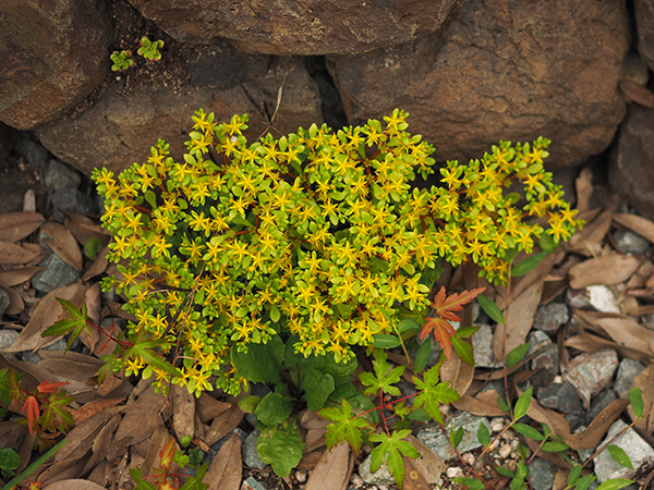 マルバマンネングサ