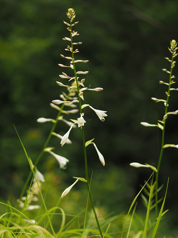 オオバギボウシ