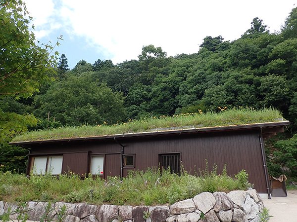 草屋根のヤブカンゾウ