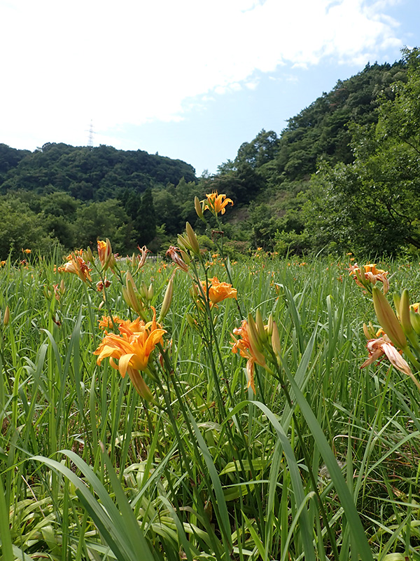 草屋根のヤブカンゾウ
