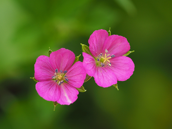 ゲンノショウコ